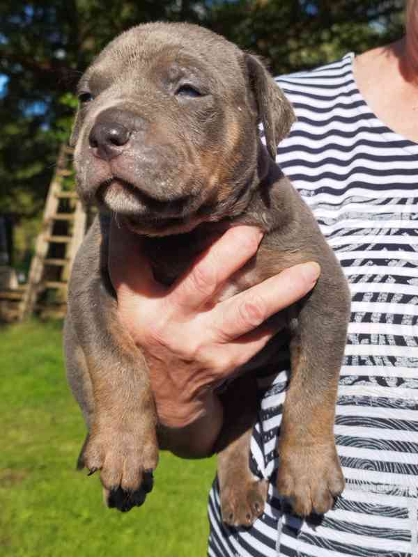 American bully XL  - foto 17