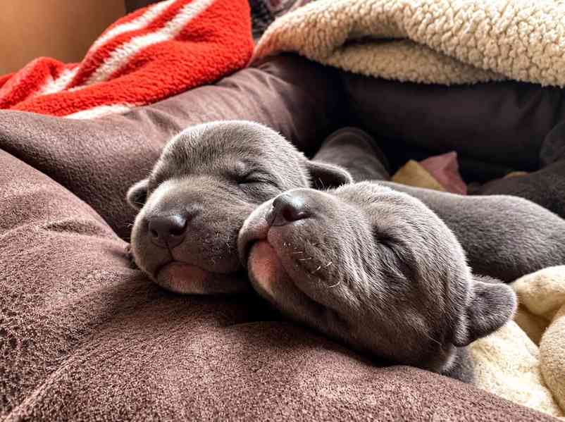 American bully XL  - foto 5