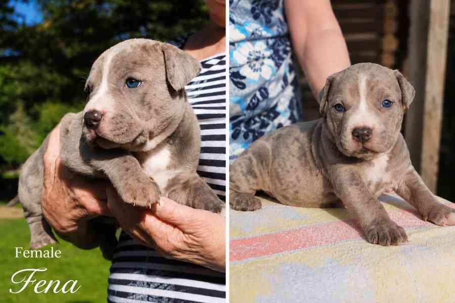 American bully XL  - foto 16