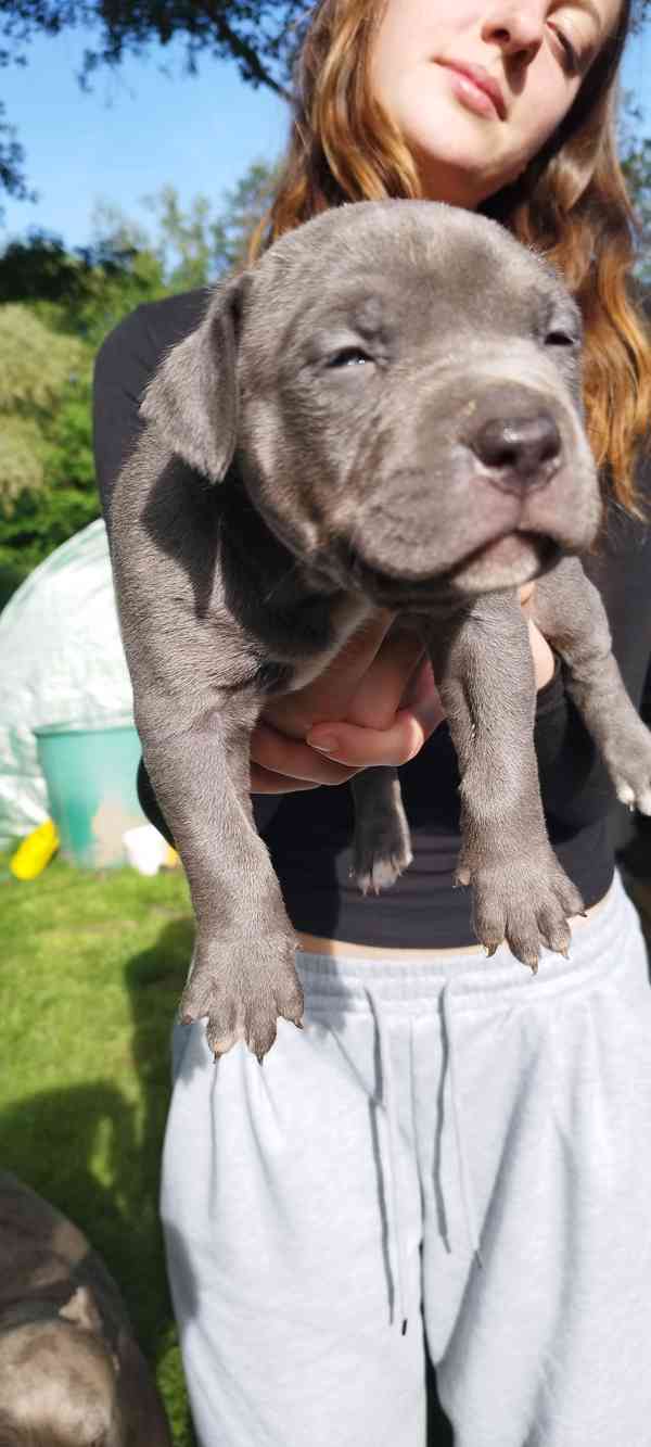 American bully XL  - foto 4