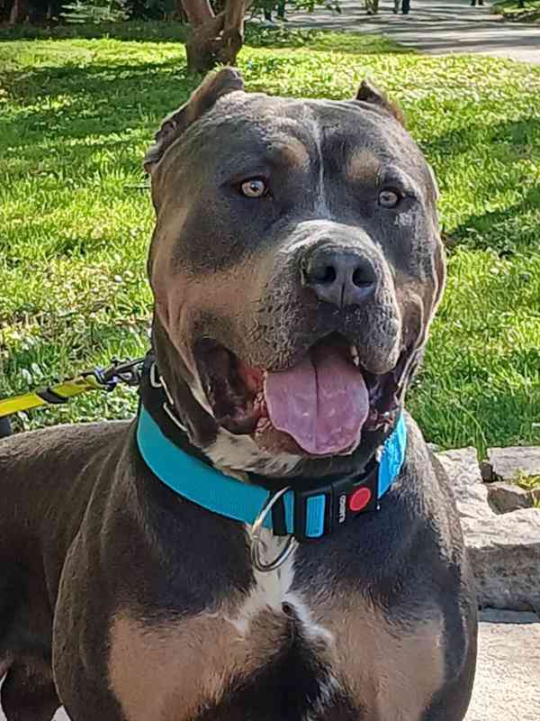 American bully XL  - foto 2