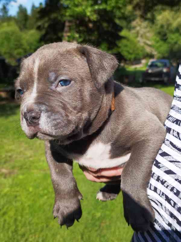 American bully XL  - foto 19
