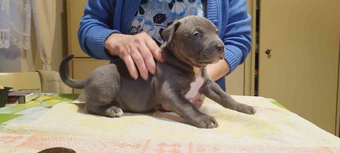 American bully XL  - foto 14