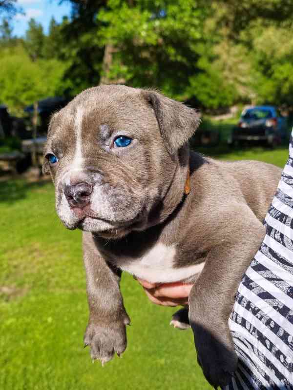 American bully XL  - foto 11