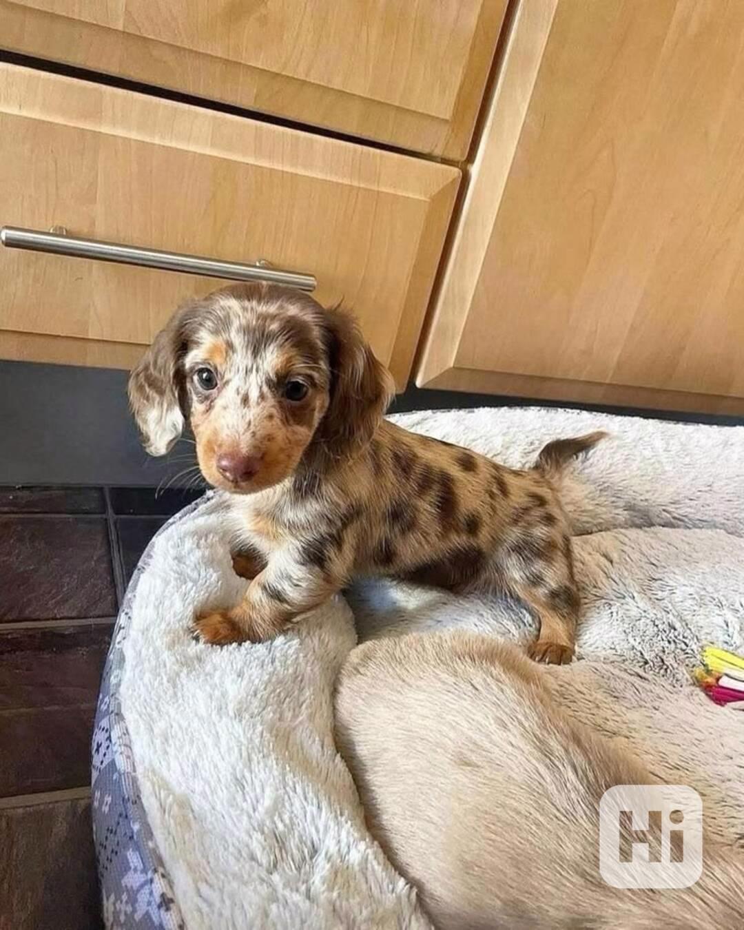  Celkem zdarma štěňata jezevčíka k adopci zdarma - foto 1