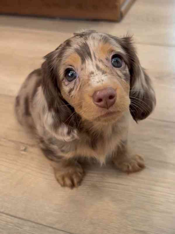  Celkem zdarma štěňata jezevčíka k adopci zdarma - foto 2