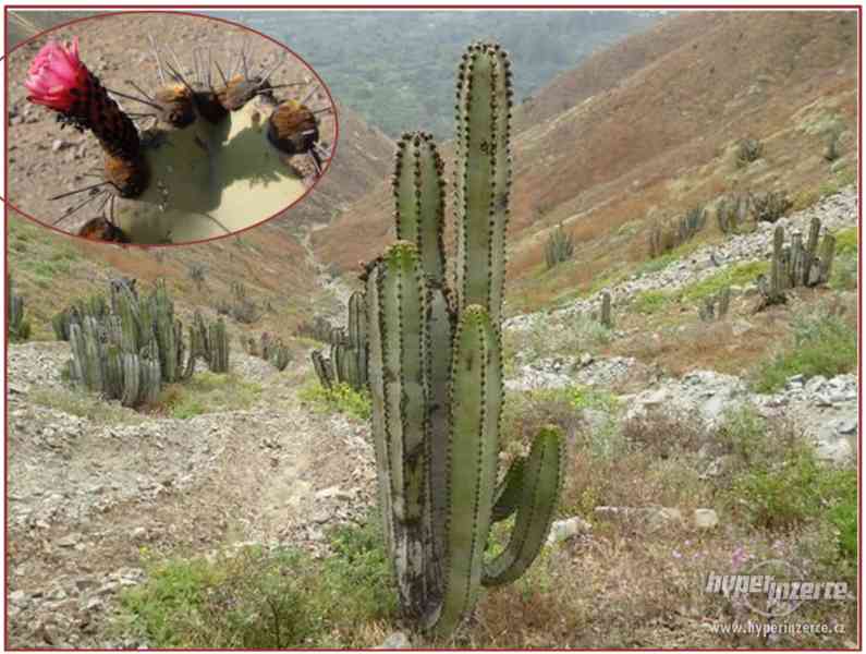 Kaktus Neoraimondia areguipensis v. roseiflora-semena - foto 1
