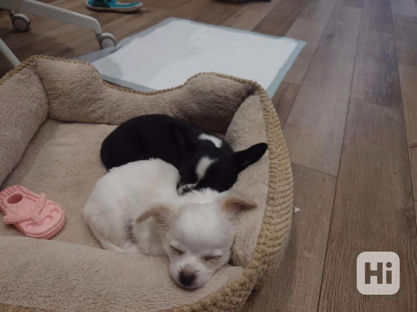 Čivava, krásná štěňátka s PP FCI. - foto 1