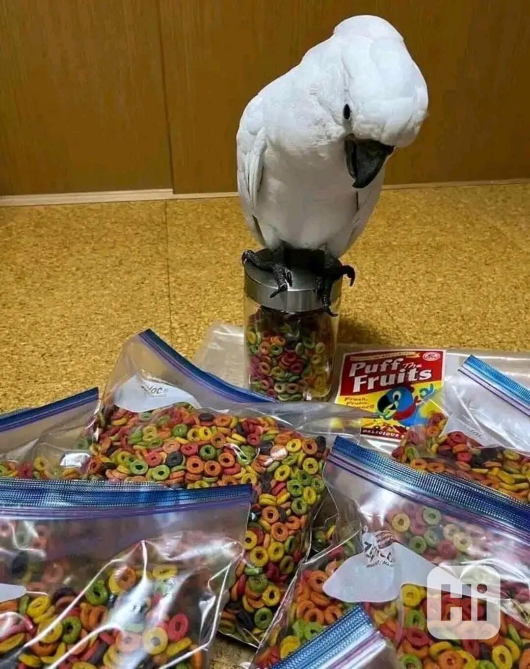 Papoušci kakadu k dispozici pro nový domov - foto 1