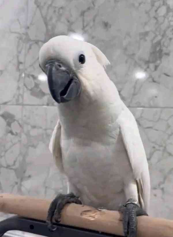 Papoušci kakadu k dispozici pro nový domov - foto 4