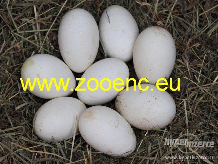 Násadová vejce emdenských hus - foto 1