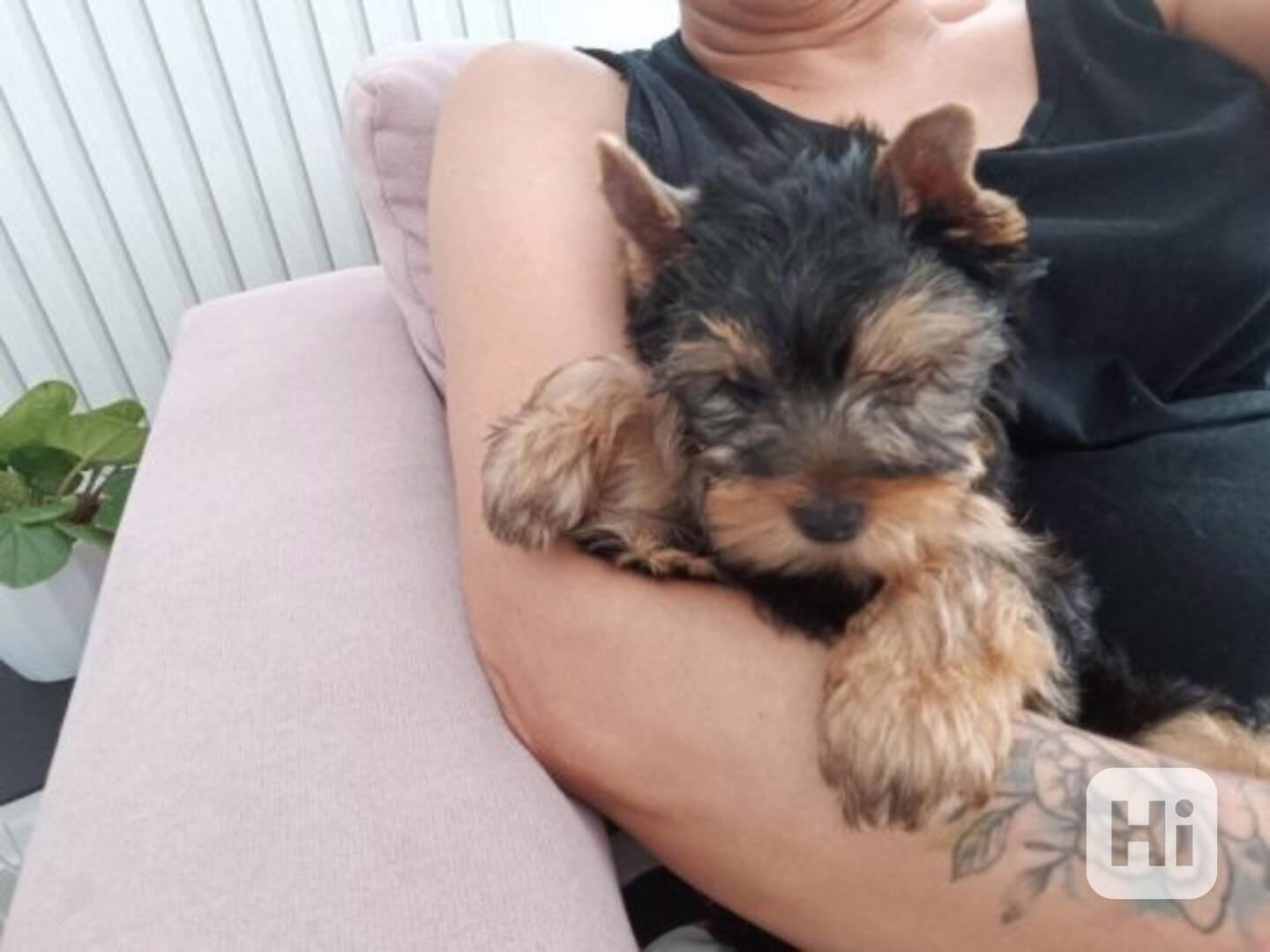 Yorkshire terrier bez PP - foto 1