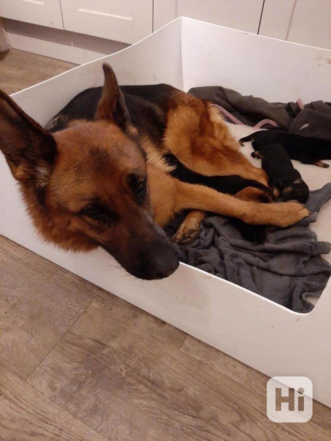 Německý ovčák na prodej - foto 1