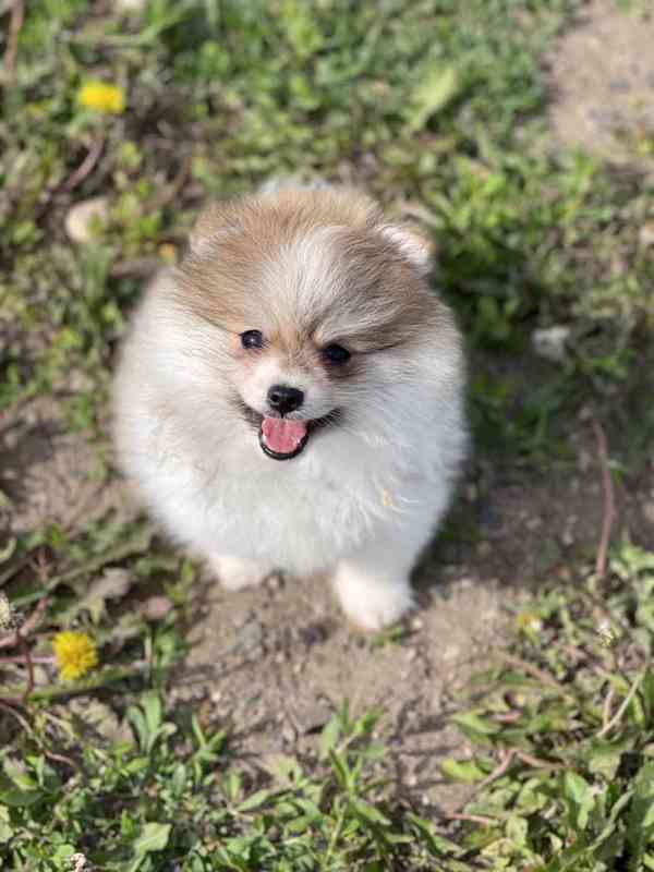 Pomeranian s PP - foto 1