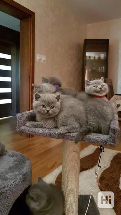 Koťata britských krátkosrstých koček k adopci - foto 1