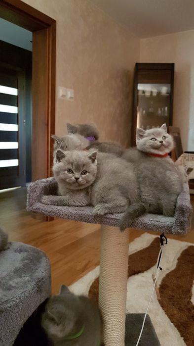 Koťata britských krátkosrstých koček k adopci - foto 1