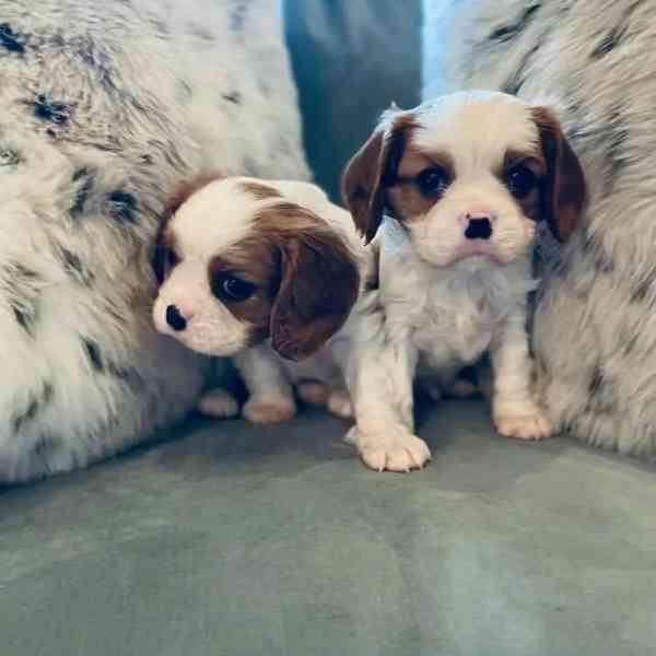 Tato kvalitní štěňata kavalírského king charles španěla  - foto 1