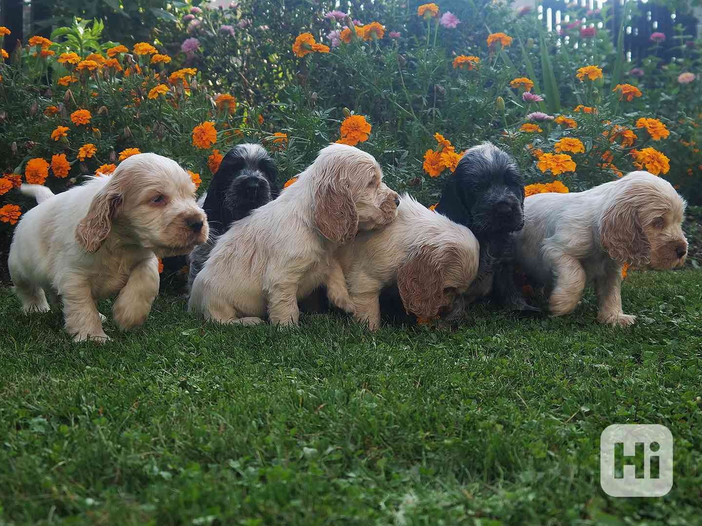 Anglický kokršpaněl - štěňata - foto 1