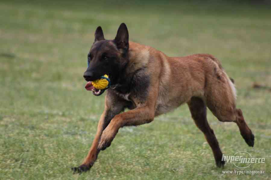 Obrázek k inzerátu: Belgický ovčák-malinois s PP