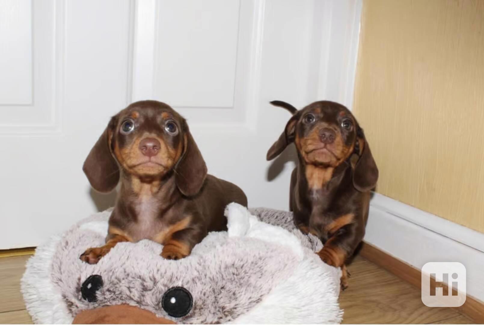 Štěňátka jezevčíka s PP FCI - foto 1