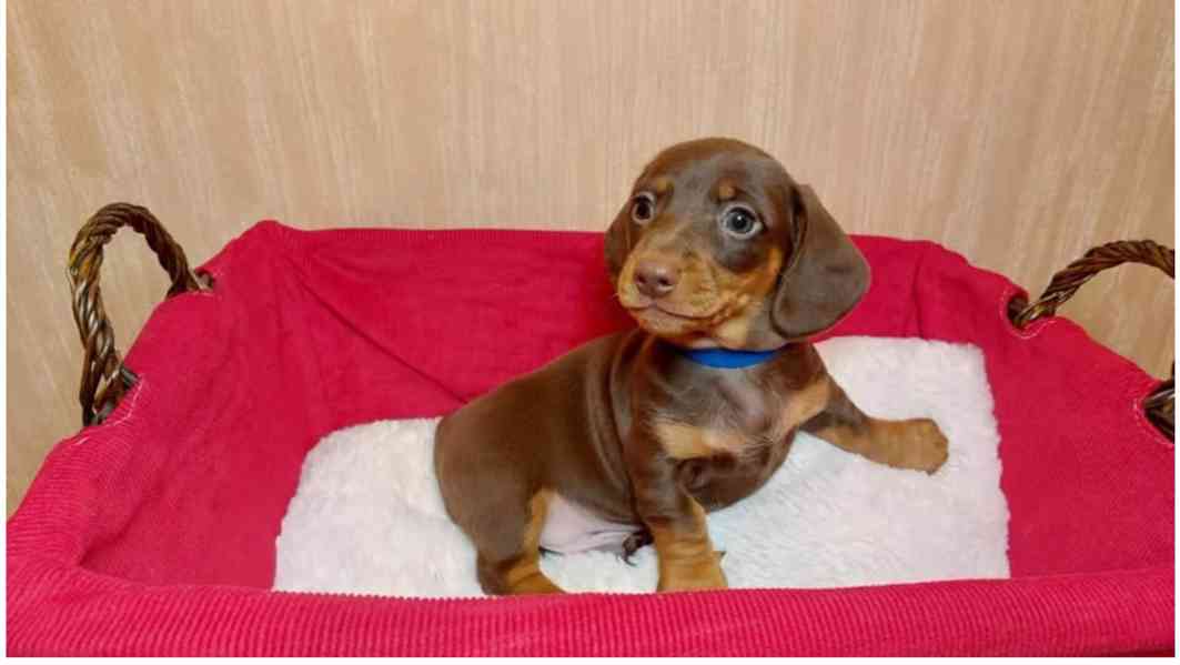 Štěňátka jezevčíka s PP FCI - foto 2