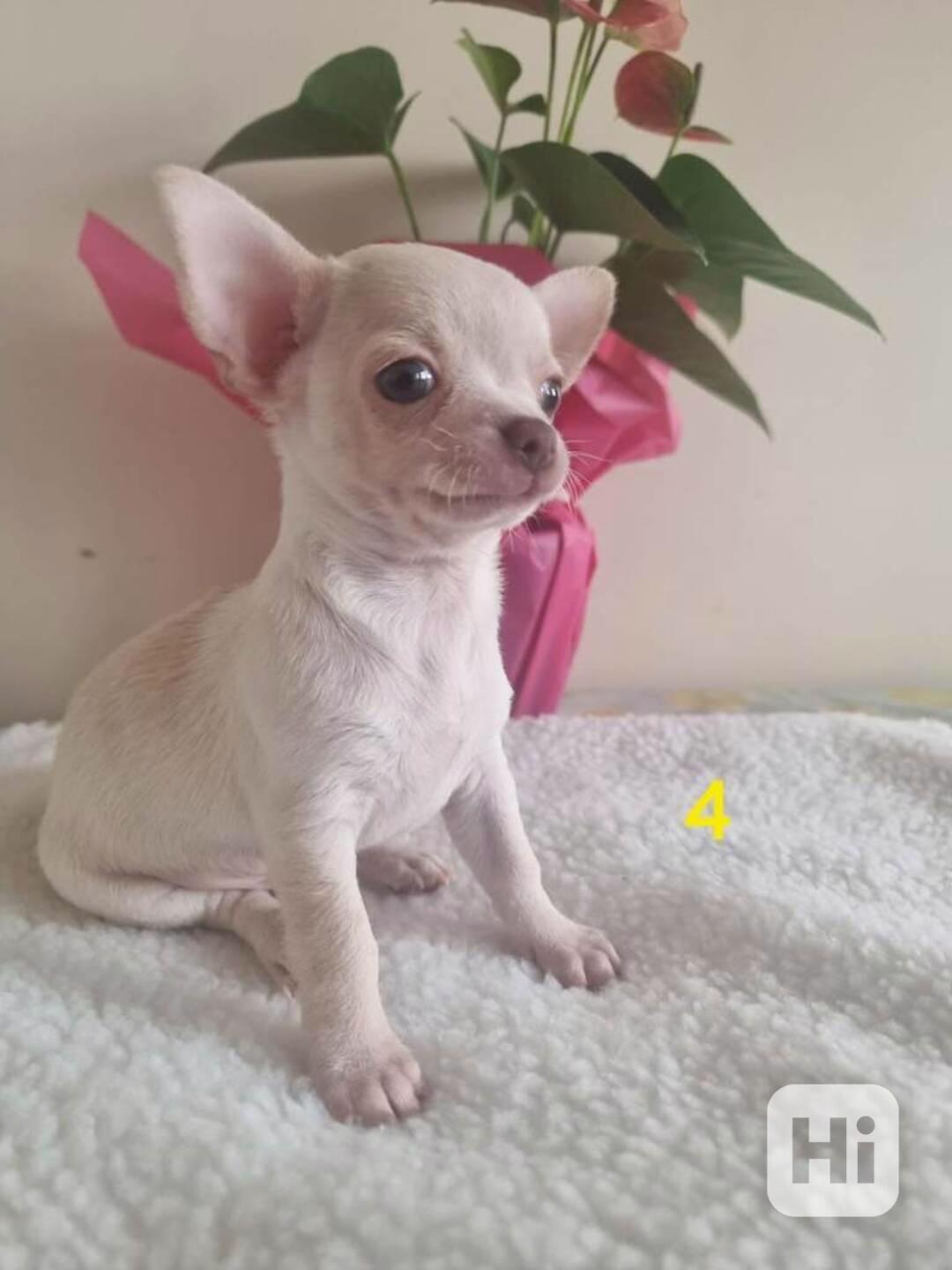 Nabízím štěňátka civavy - foto 1