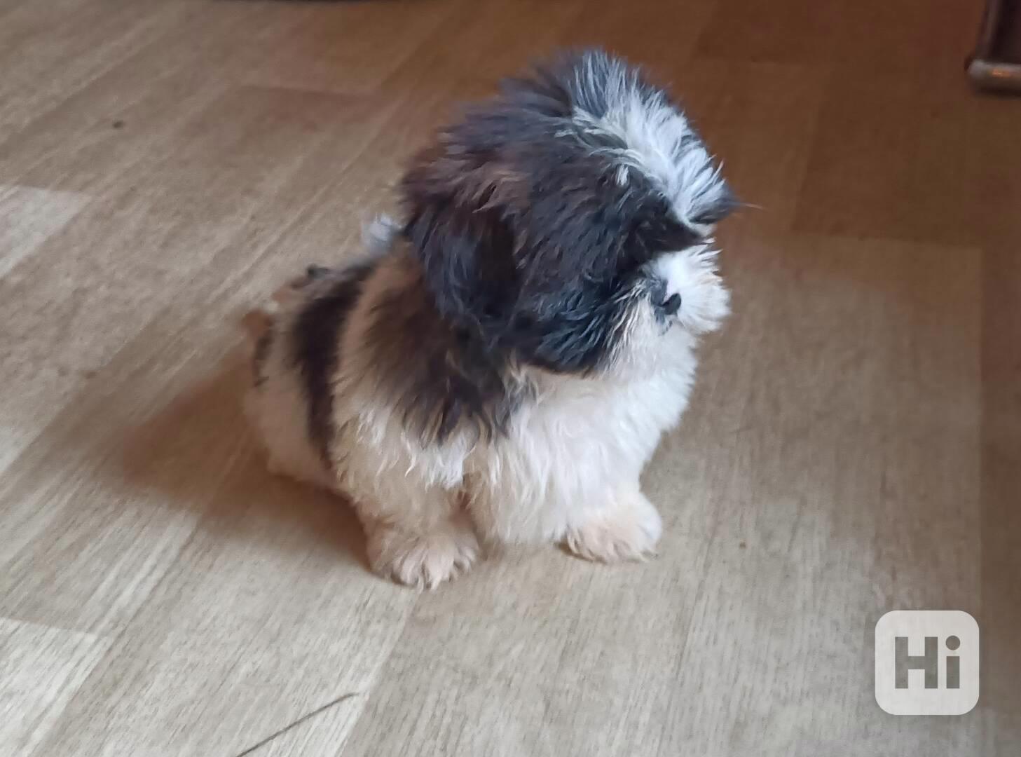 Shih-tzu - prodáme štěňátka bez pp - foto 1
