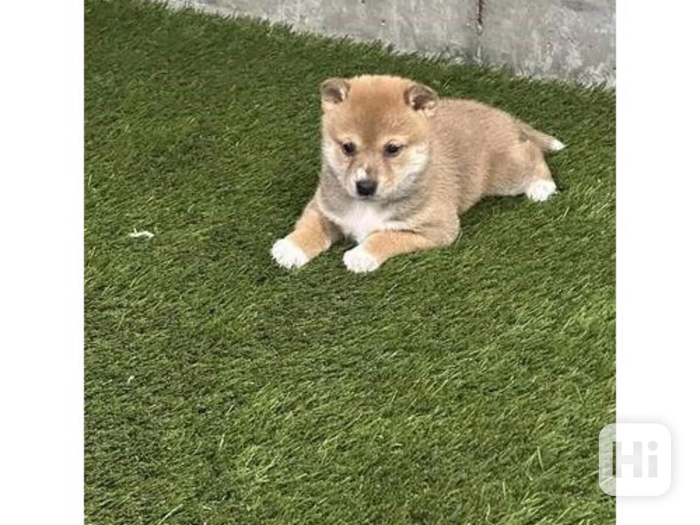 Beautiful Shiba Inu Pups - foto 1