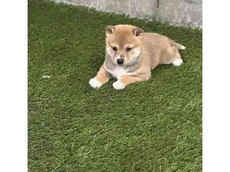 Beautiful Shiba Inu Pups