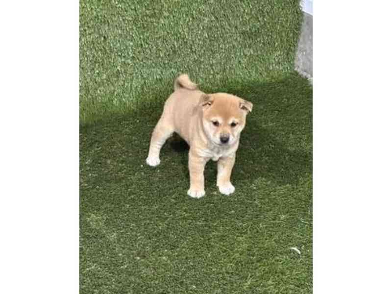 Beautiful Shiba Inu Pups - foto 2