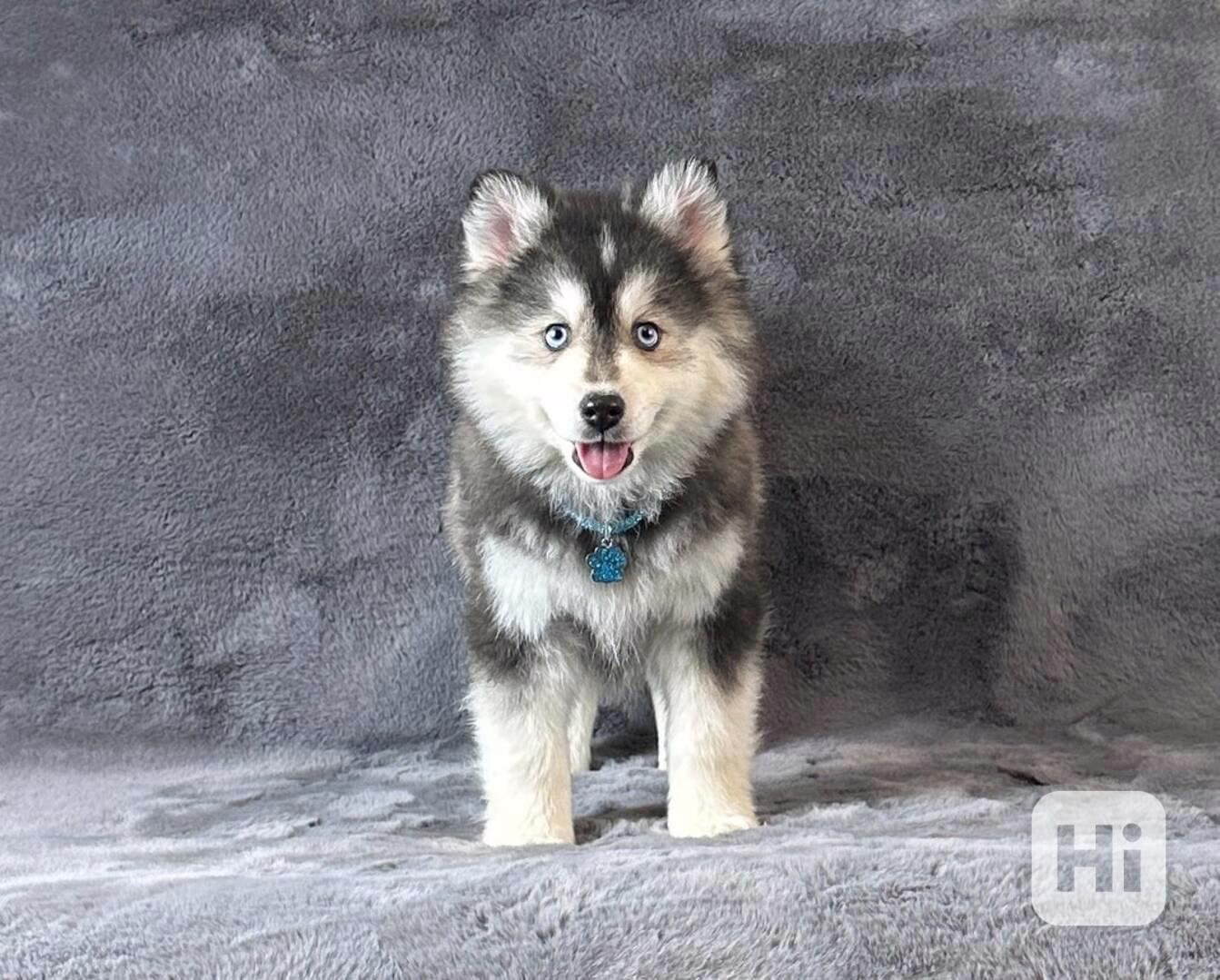 fÚžasná modrooká štěňata plemene Pomsky f3 na prodej - foto 1