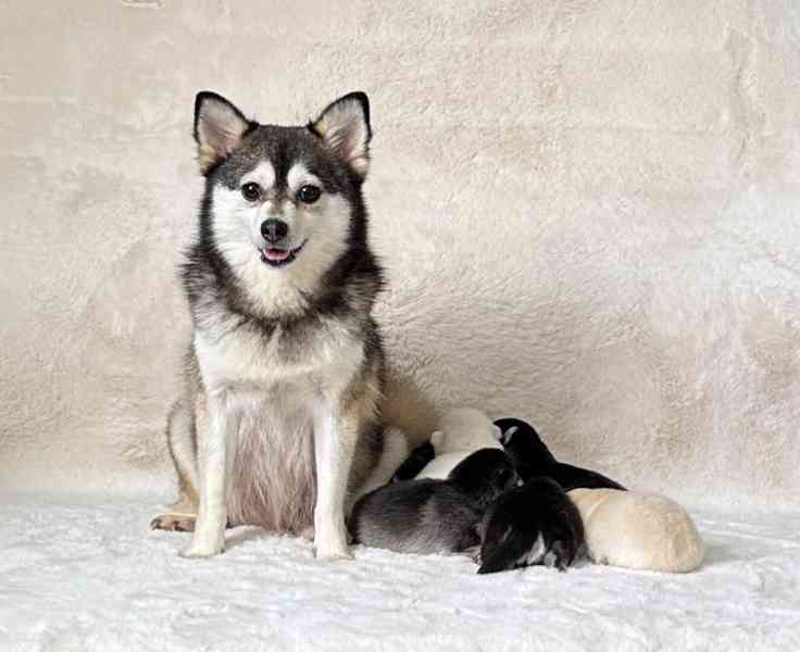 fÚžasná modrooká štěňata plemene Pomsky f3 na prodej - foto 21