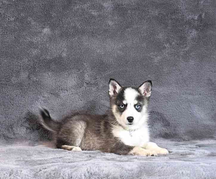 fÚžasná modrooká štěňata plemene Pomsky f3 na prodej - foto 6