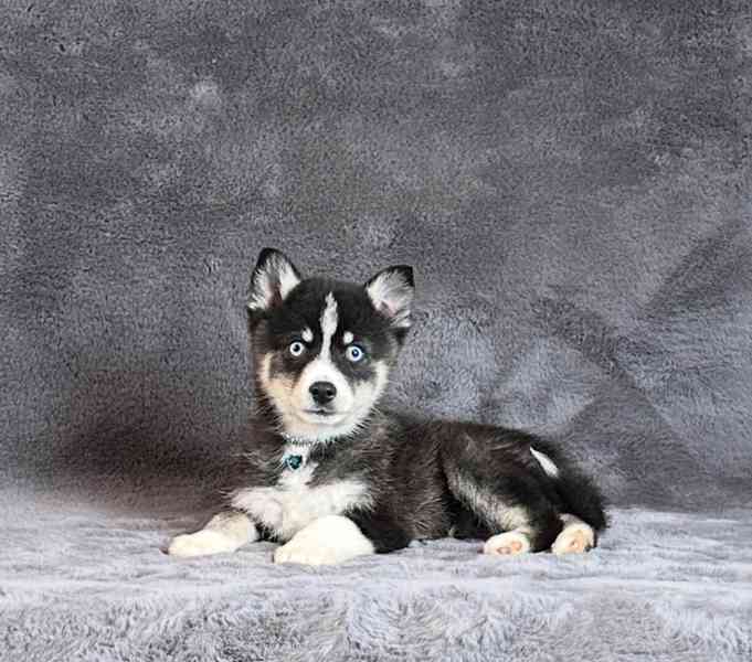 fÚžasná modrooká štěňata plemene Pomsky f3 na prodej - foto 15