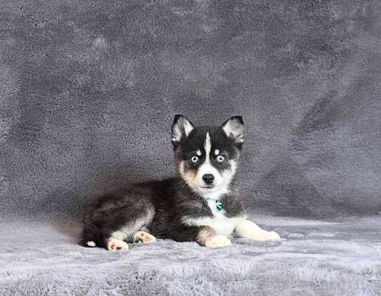 fÚžasná modrooká štěňata plemene Pomsky f3 na prodej - foto 16