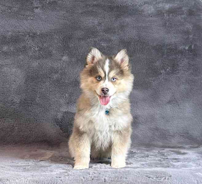 fÚžasná modrooká štěňata plemene Pomsky f3 na prodej - foto 11