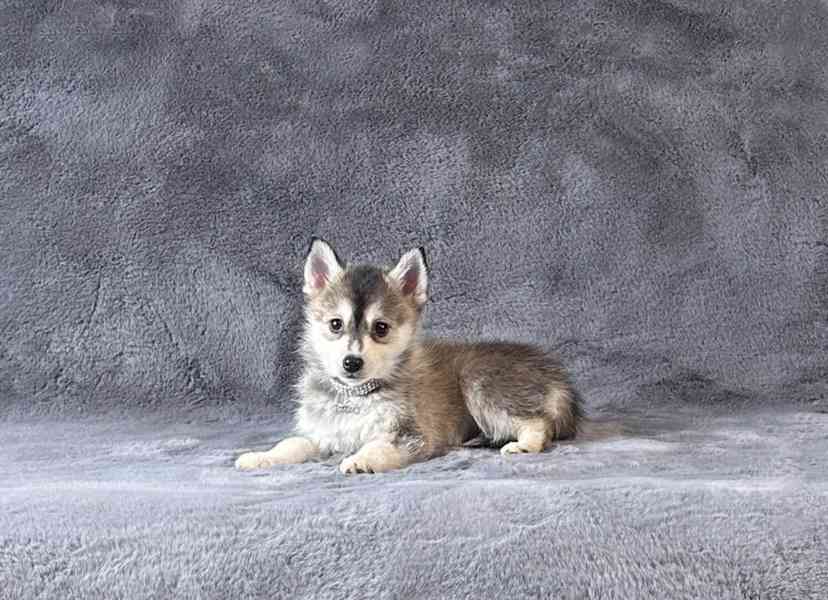 fÚžasná modrooká štěňata plemene Pomsky f3 na prodej - foto 18