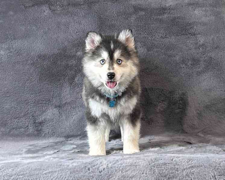fÚžasná modrooká štěňata plemene Pomsky f3 na prodej - foto 1