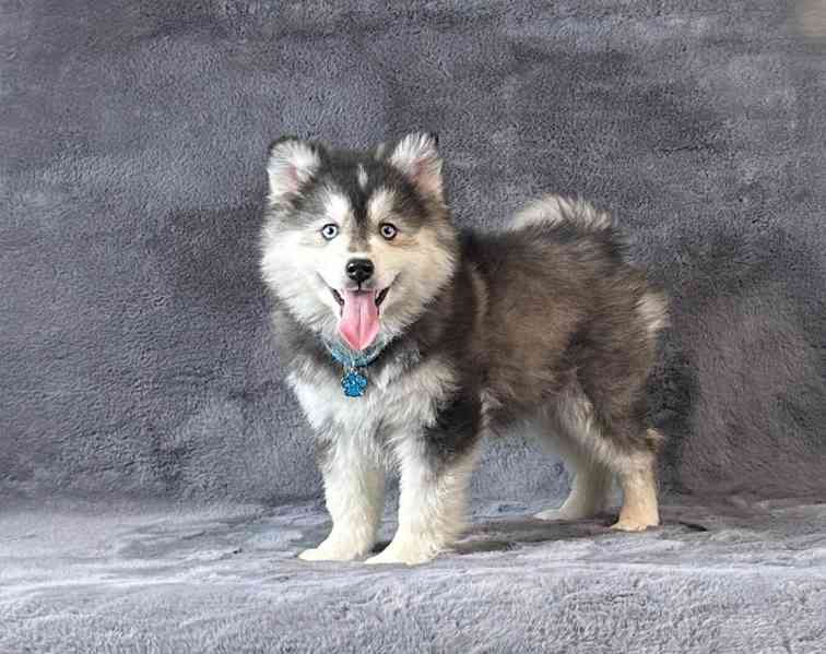 fÚžasná modrooká štěňata plemene Pomsky f3 na prodej - foto 2