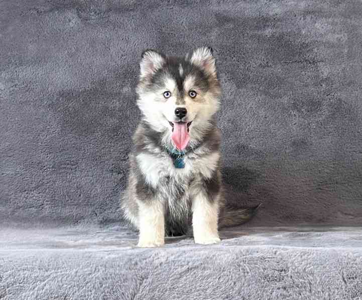 fÚžasná modrooká štěňata plemene Pomsky f3 na prodej - foto 3