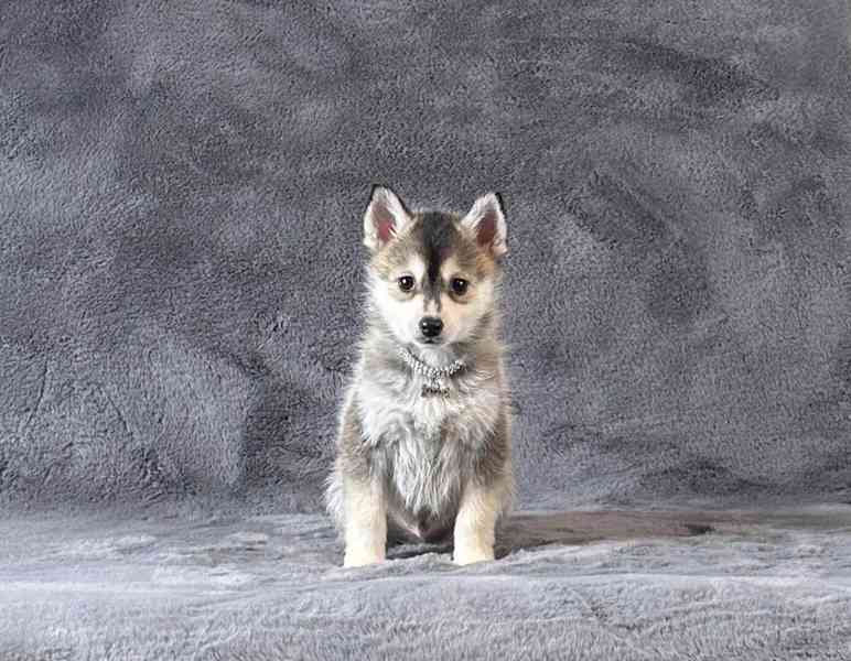 fÚžasná modrooká štěňata plemene Pomsky f3 na prodej - foto 17