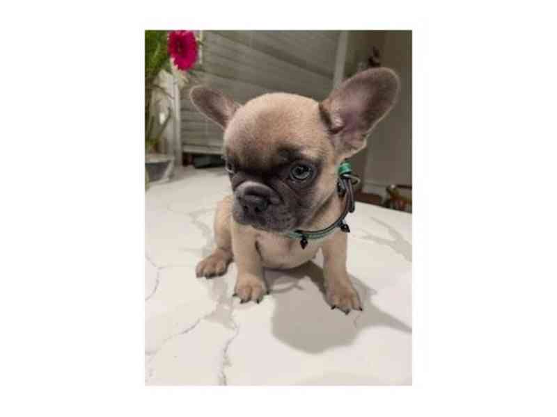 FRENCH BULLDOG - foto 2