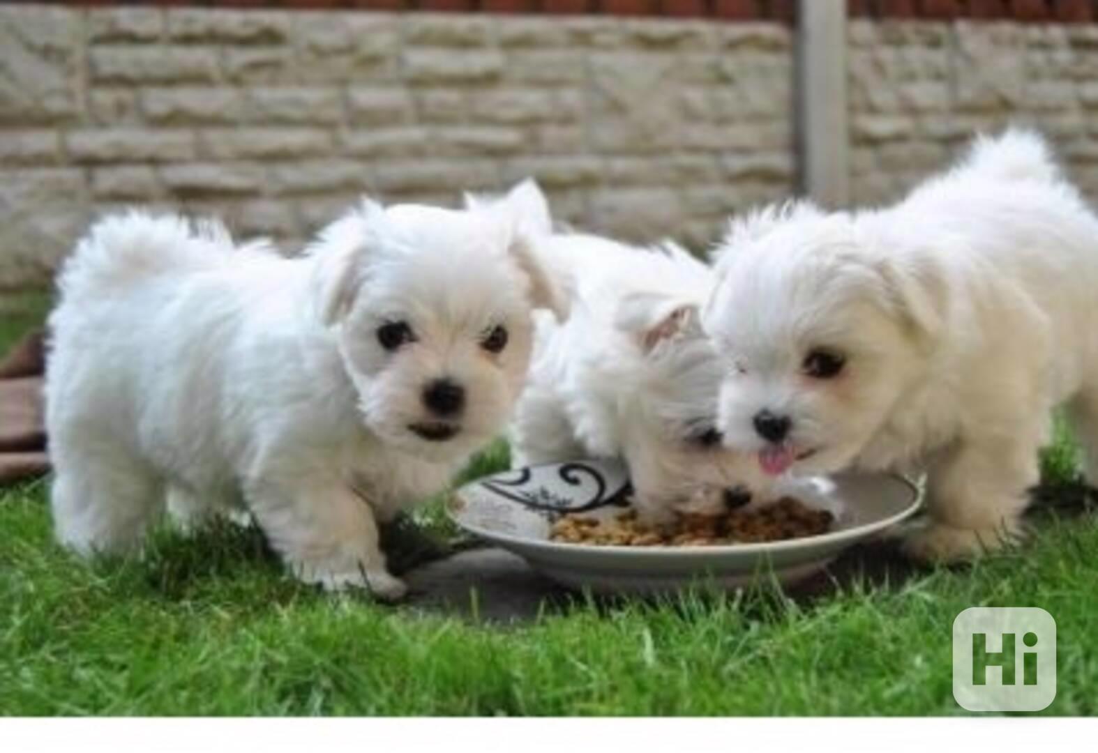 štěňátka maltézáka a fenky k adopci zdarma - foto 1