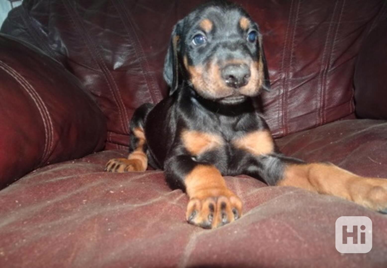 Unikátní štěňata dobermanů - foto 1
