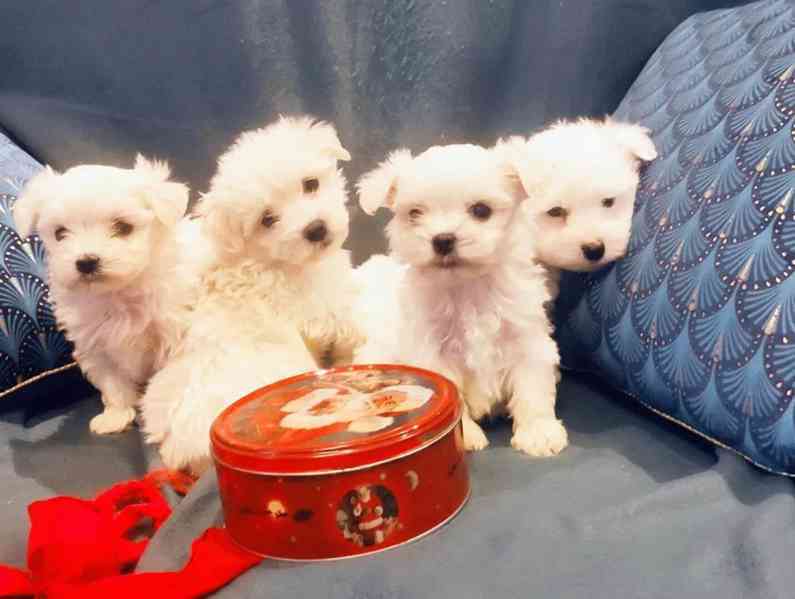 Štěňata maltézského psíka připravena do nového domova