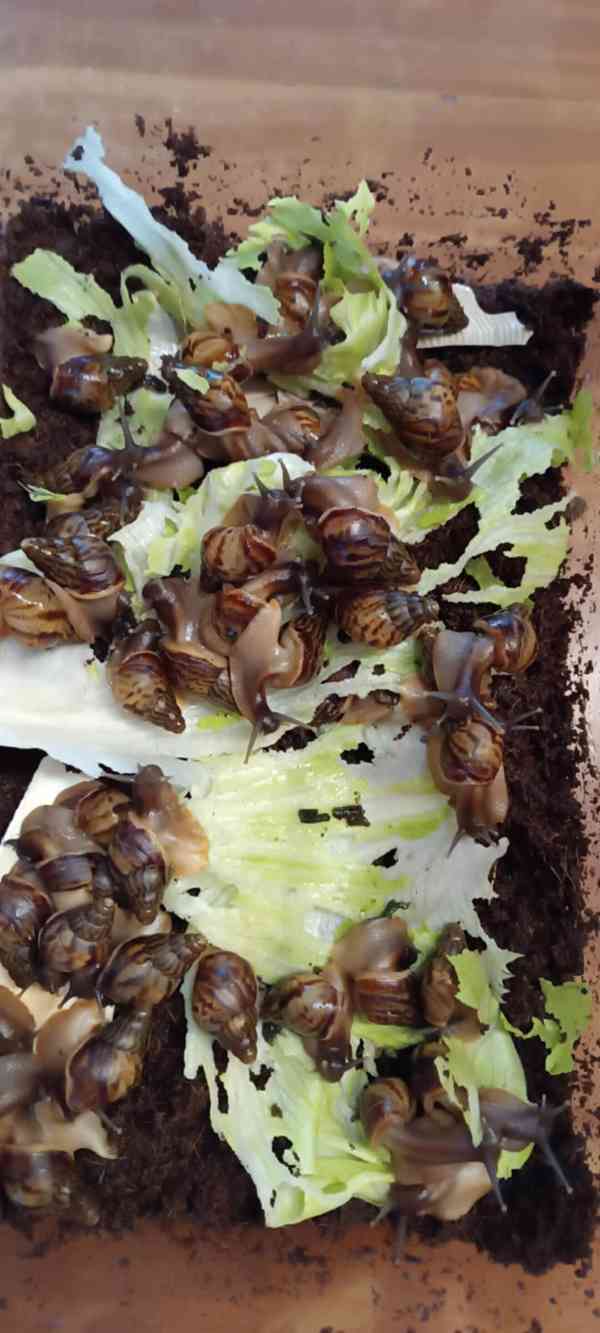 mláďata afrických šneků - foto 3
