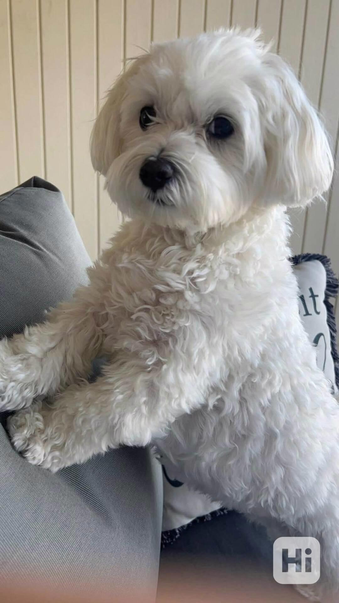 Nieuwe Havanese pups zijn klaar om naar hun nieuwe thuis te  - foto 1