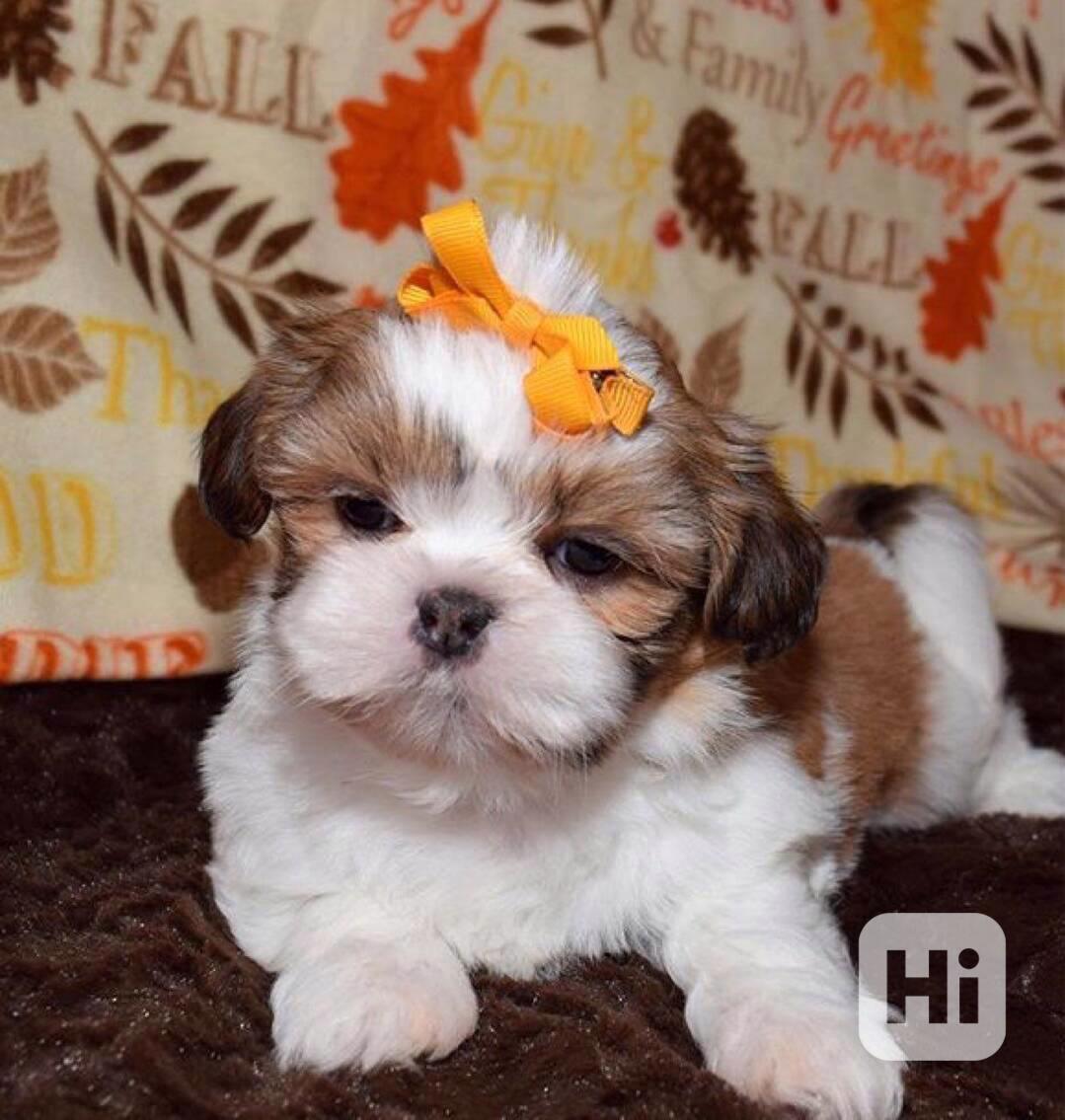  Roztomilá a volná krásná štenátka shih tzu k adopci zdarma  - foto 1