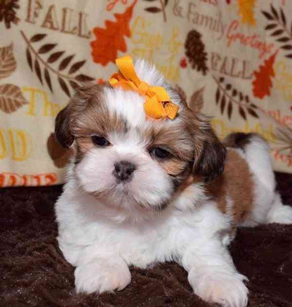  Roztomilá a volná krásná štenátka shih tzu k adopci zdarma  - foto 1
