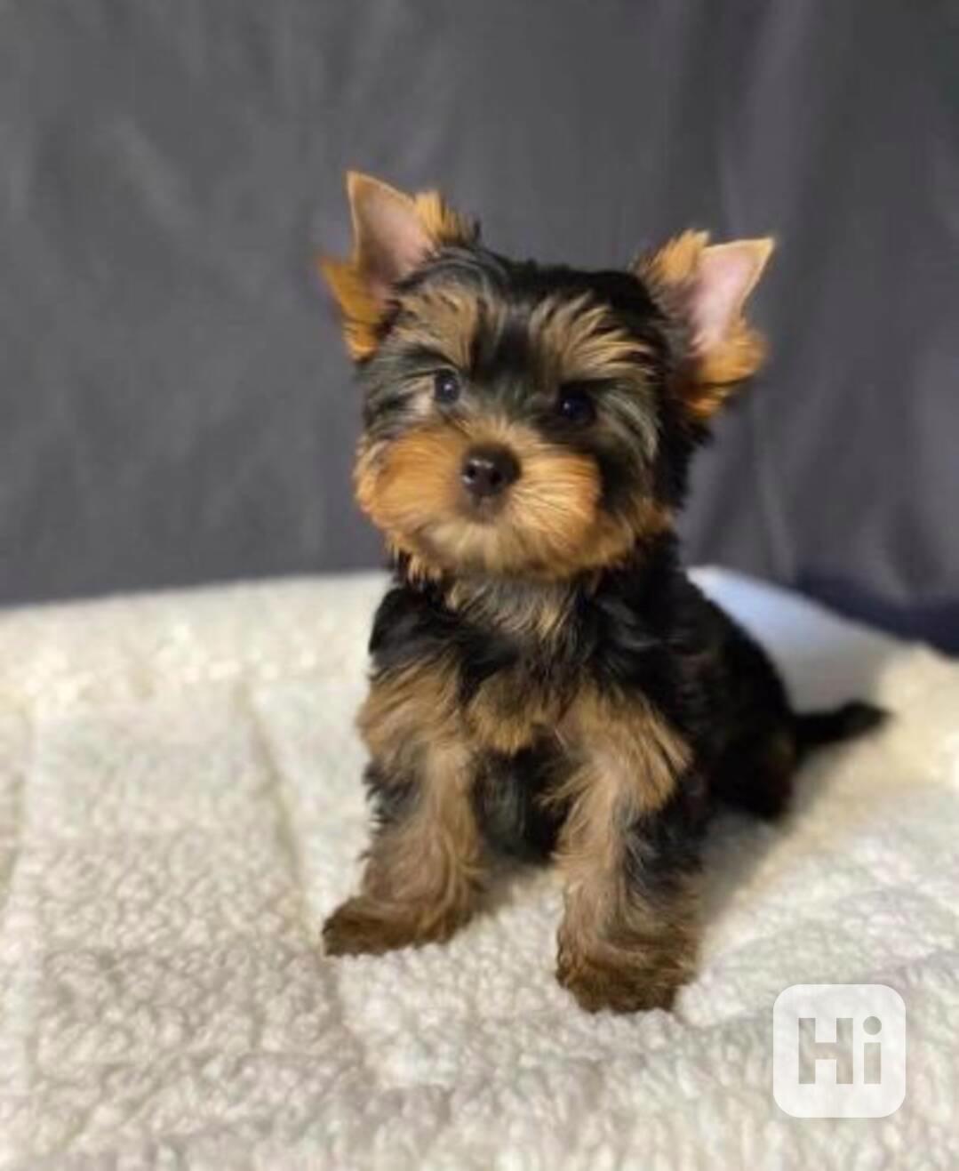 Yorkshirský teriér štěňata - foto 1